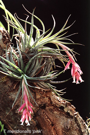 t_meridionalis_pink.jpg (91213 bytes)