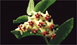 densifolia.gif (3864 bytes)