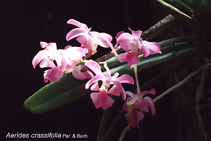 Aer_crassifolia.jpg (103653 bytes)
