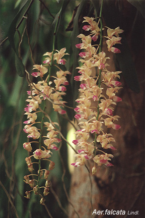 Aer_falcata.jpg (72013 bytes)