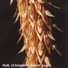 Bulb_cf_longebracteatum2.jpg (51744 bytes)