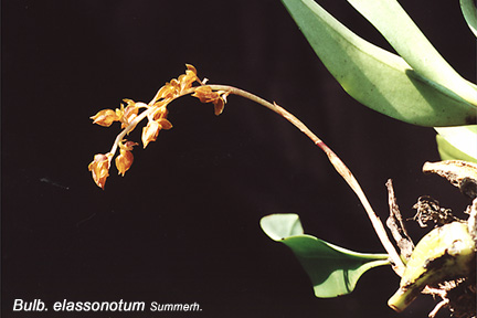 Bulb_elassonotum_1.jpg (51903 bytes)