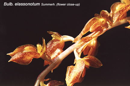 Bulb_elassonotum_2.jpg (61093 bytes)