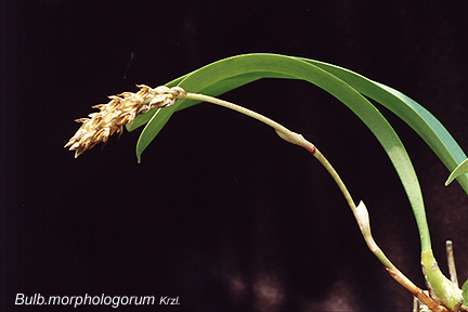 Bulb_morphologorum_1.jpg (100220 bytes)