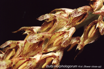 Bulb_morphologorum_2.jpg (128417 bytes)