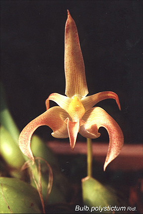 Bulb_polystictum.jpg (50121 bytes)