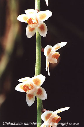 Chilochista_parishii_orange.jpg (28700 bytes)