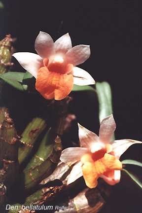 Den_bellatulum.jpg (46512 bytes)