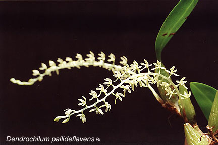 Dendrochilum_pallideflavens.jpg (32973 bytes)