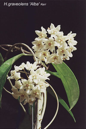 graveolens_alba.jpg (41562 bytes)