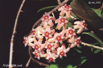 pallida.jpg (34745 bytes)