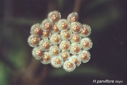 parviflora.jpg (52237 bytes)